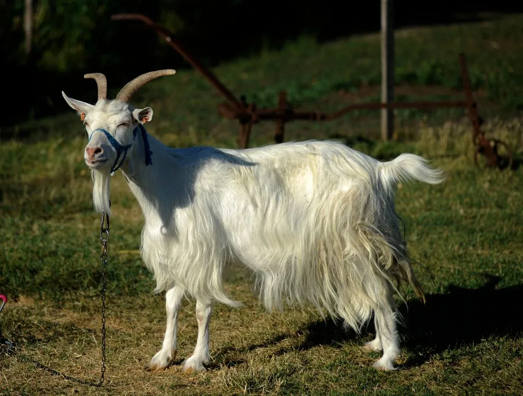 Gyerekek állatok között